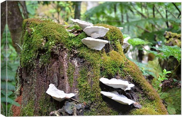 Fungus growing on tree stump Canvas Print by Malcolm Snook