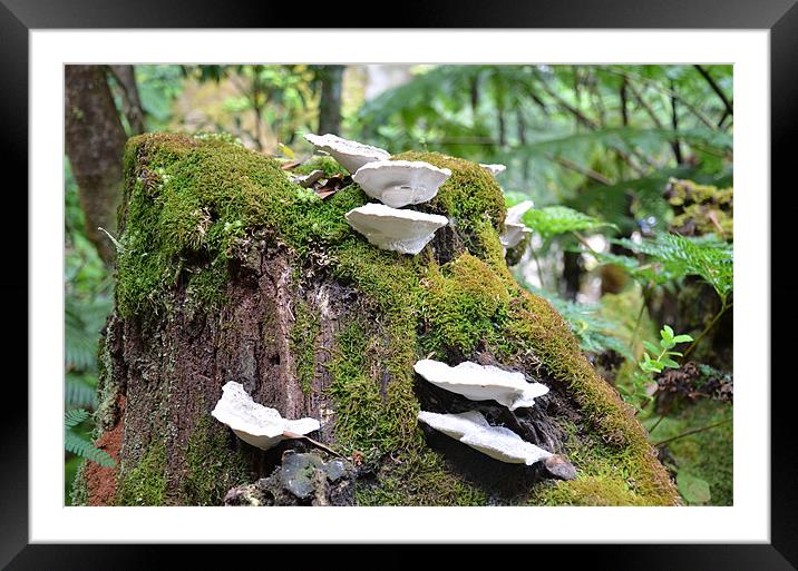 Fungus growing on tree stump Framed Mounted Print by Malcolm Snook