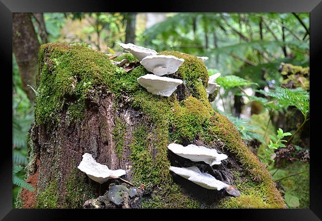 Fungus growing on tree stump Framed Print by Malcolm Snook