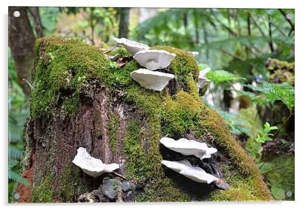 Fungus growing on tree stump Acrylic by Malcolm Snook