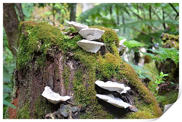 Fungus growing on tree stump Print by Malcolm Snook