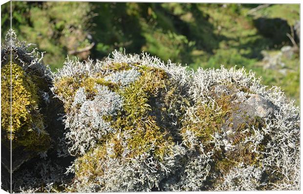 Lichen on dry stone wall Canvas Print by Malcolm Snook