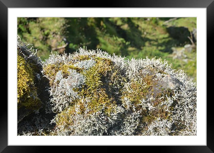 Lichen on dry stone wall Framed Mounted Print by Malcolm Snook