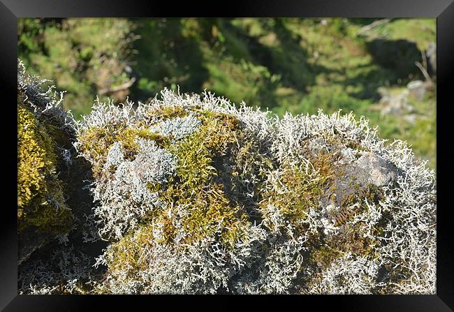 Lichen on dry stone wall Framed Print by Malcolm Snook