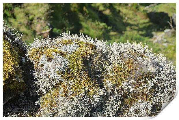 Lichen on dry stone wall Print by Malcolm Snook