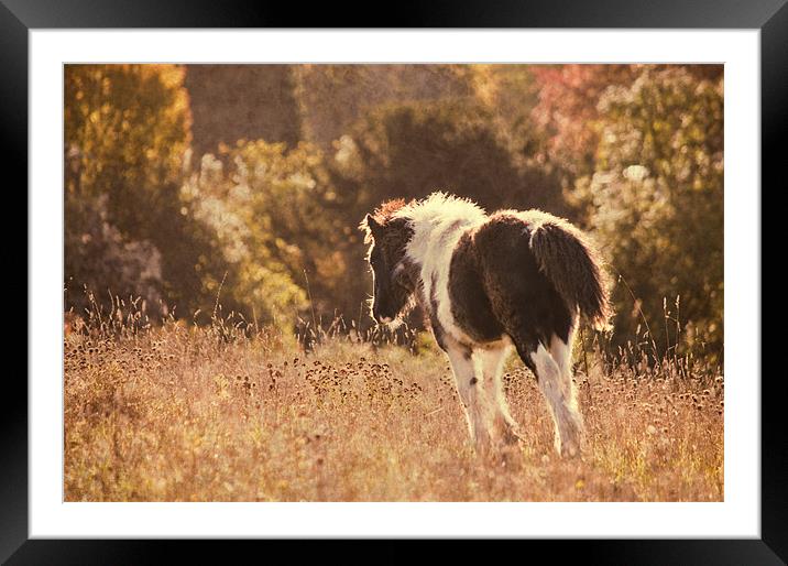 Just Beginning Framed Mounted Print by Dawn Cox