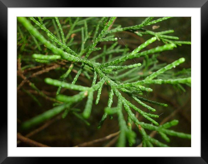 Pine Framed Mounted Print by Tim O Driscoll