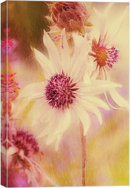 Soft Pink Flower Canvas Print by Dawn Cox
