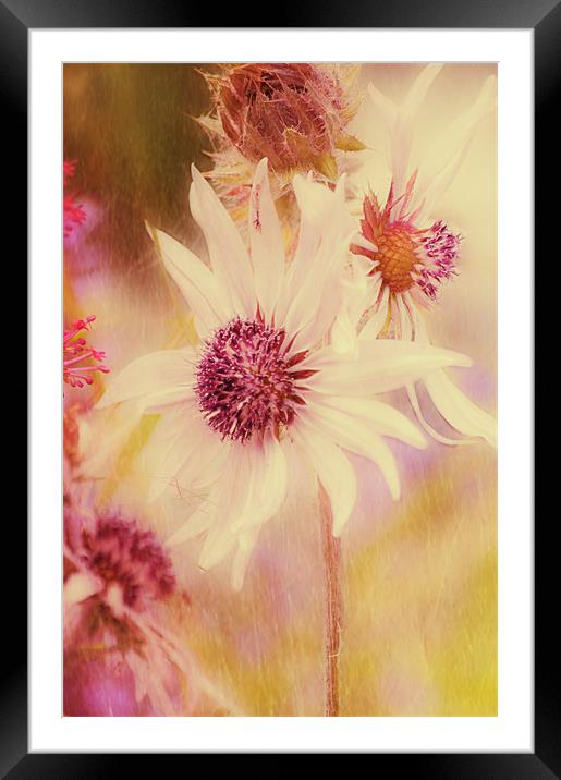 Soft Pink Flower Framed Mounted Print by Dawn Cox