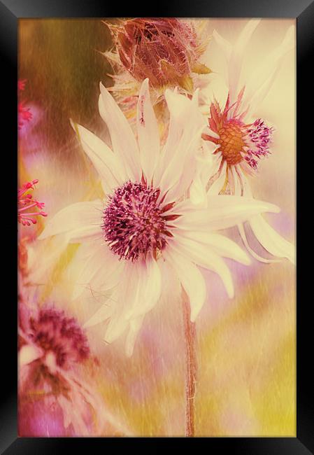 Soft Pink Flower Framed Print by Dawn Cox