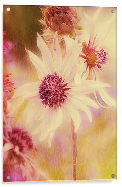 Soft Pink Flower Acrylic by Dawn Cox