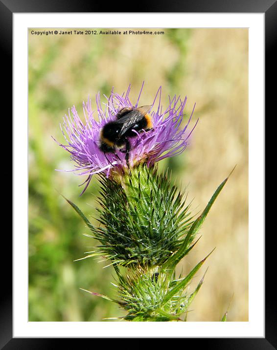 Pollen collecting Framed Mounted Print by Janet Tate