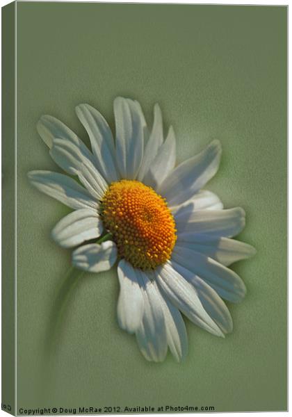 daisy Canvas Print by Doug McRae