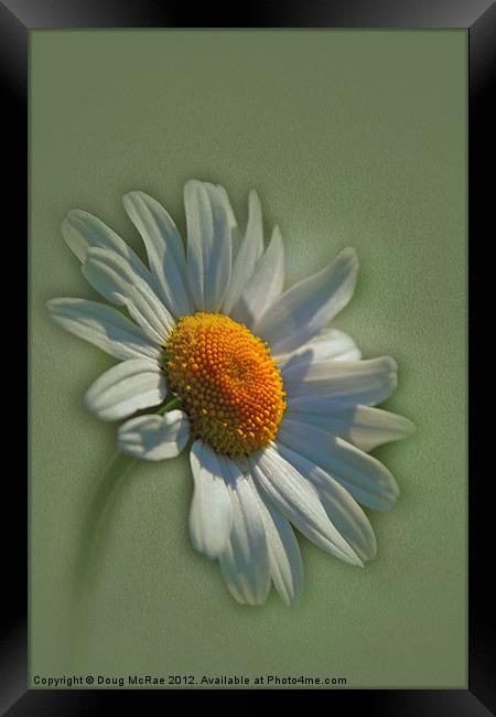 daisy Framed Print by Doug McRae