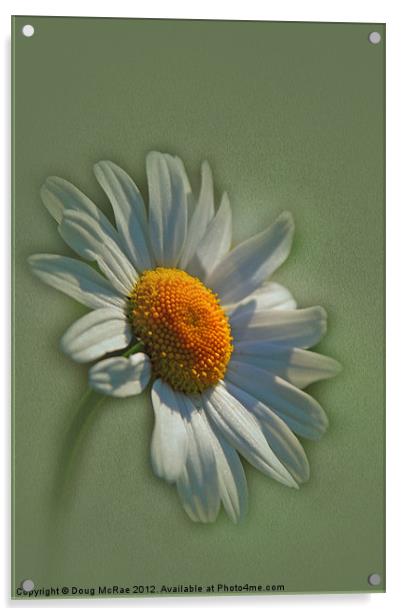 daisy Acrylic by Doug McRae