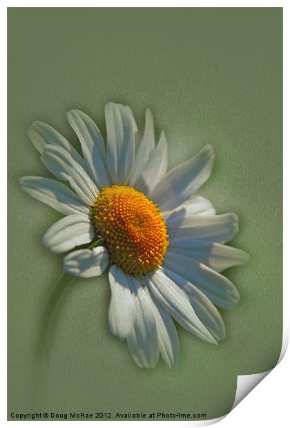 daisy Print by Doug McRae
