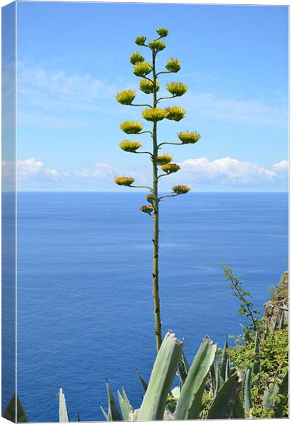 Inflorescence of Agave plant Canvas Print by Malcolm Snook