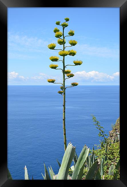 Inflorescence of Agave plant Framed Print by Malcolm Snook