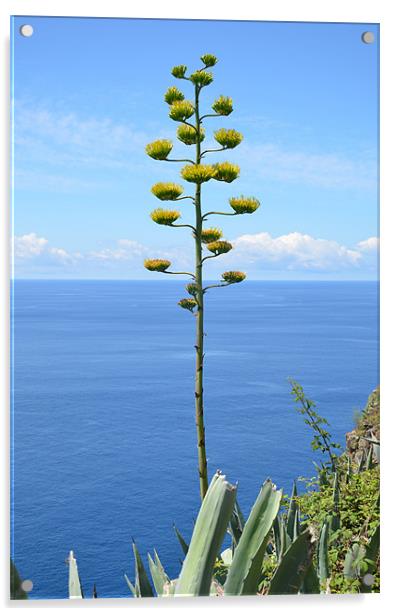 Inflorescence of Agave plant Acrylic by Malcolm Snook
