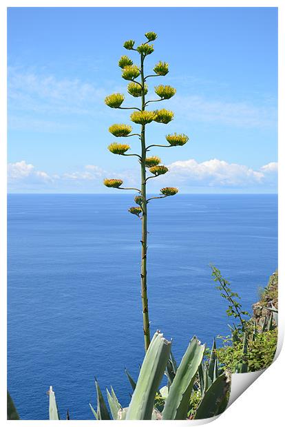 Inflorescence of Agave plant Print by Malcolm Snook