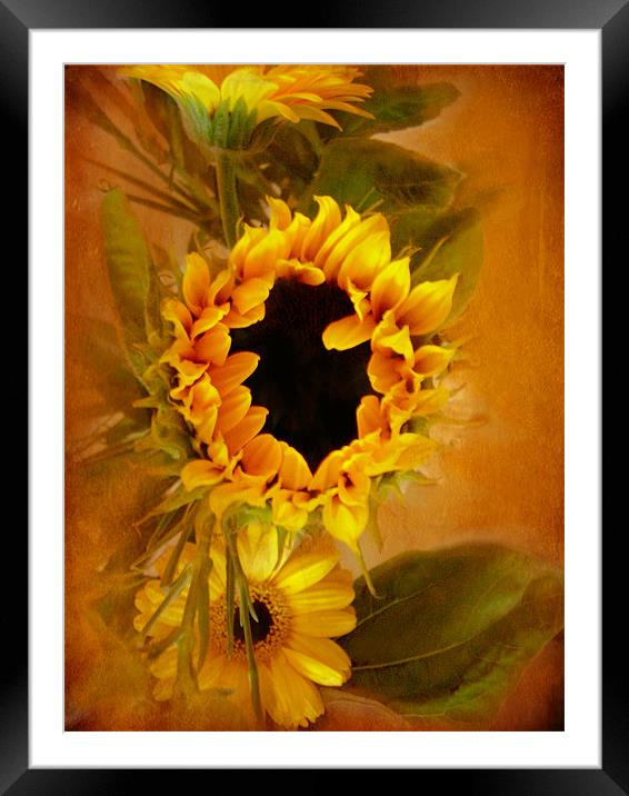 Sunflower,,, Framed Mounted Print by Debra Kelday