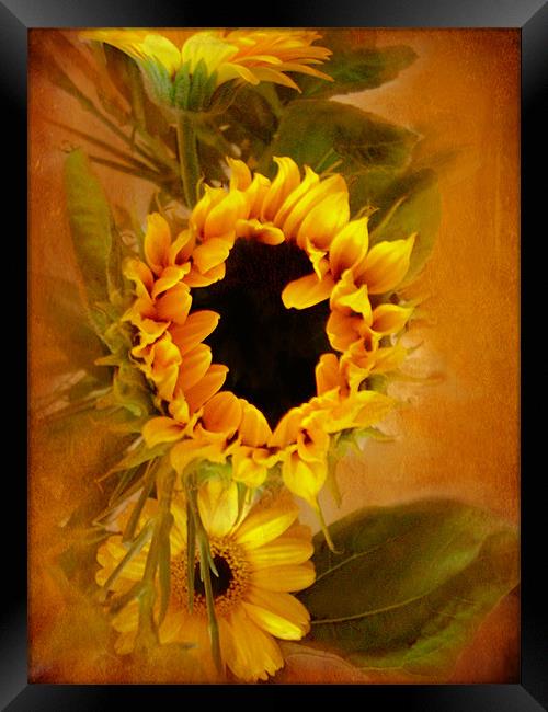 Sunflower,,, Framed Print by Debra Kelday