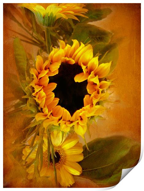 Sunflower,,, Print by Debra Kelday