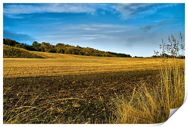 Black Isle Autumn Gold Print by Jacqi Elmslie