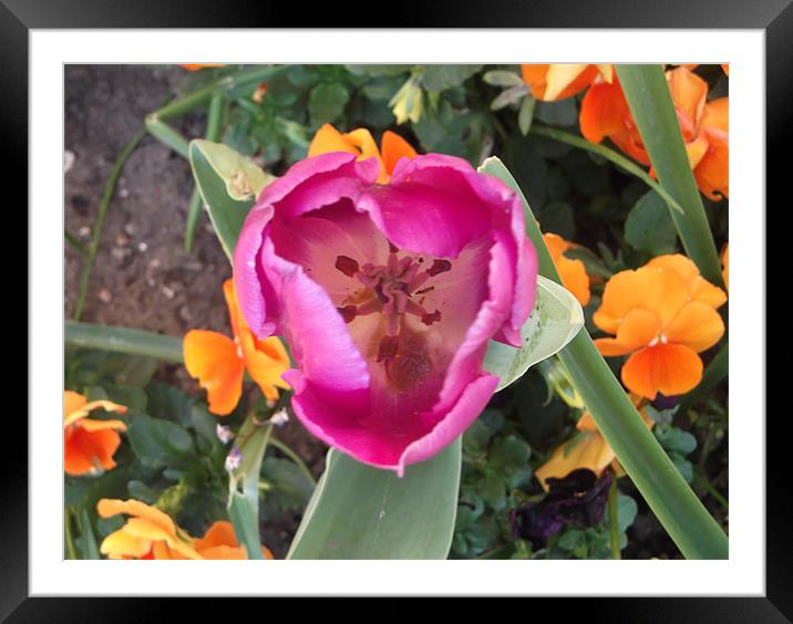 Flower Marco Framed Mounted Print by Thomas  Hidden 