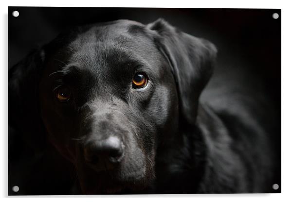 Blacked Out - Labrador Acrylic by Simon Wrigglesworth