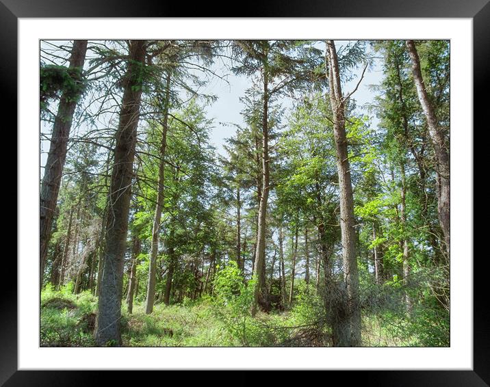 Langsett Forest Framed Mounted Print by Sarah Couzens