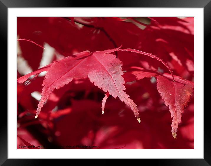 Autumn Red Framed Mounted Print by Lynn Bolt