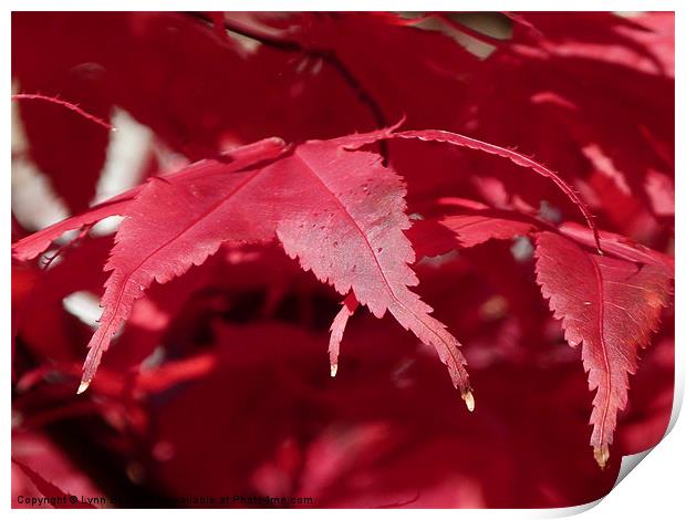 Autumn Red Print by Lynn Bolt