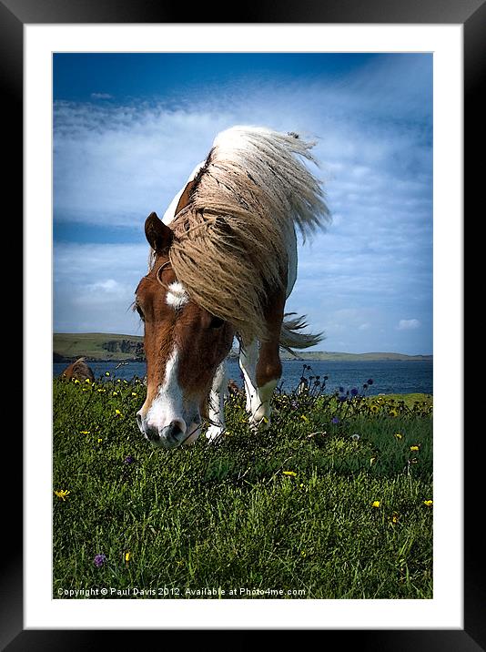 Shetland Pony Framed Mounted Print by Paul Davis