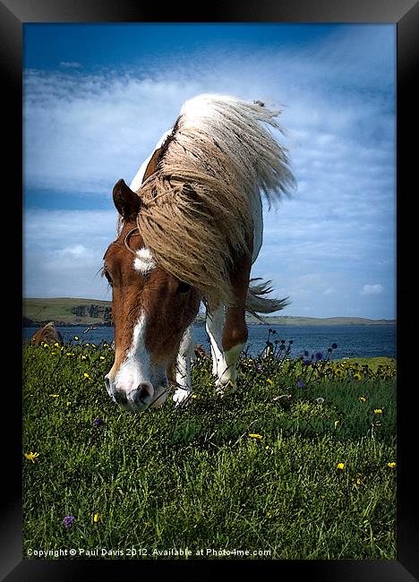 Shetland Pony Framed Print by Paul Davis