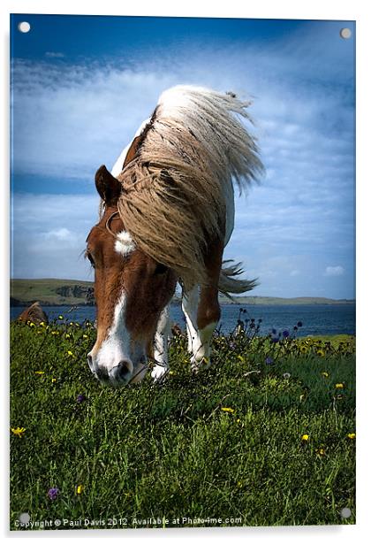 Shetland Pony Acrylic by Paul Davis