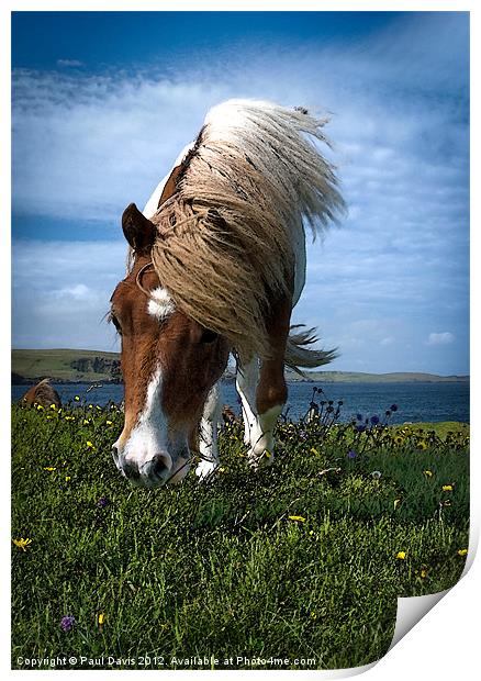 Shetland Pony Print by Paul Davis