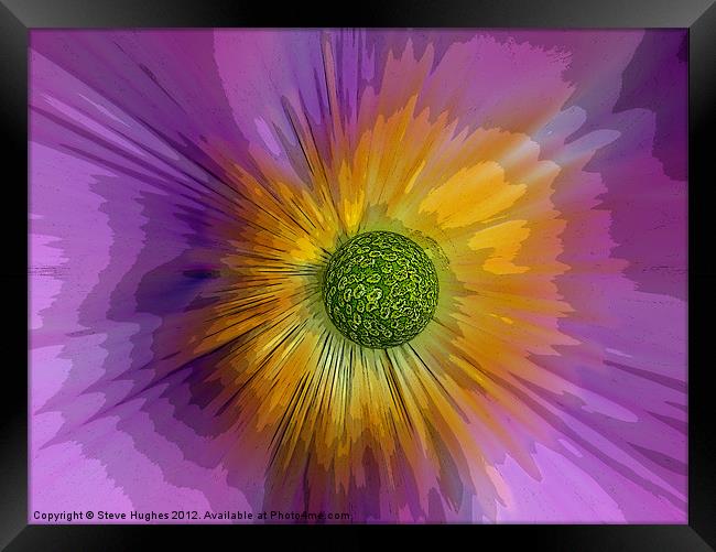 Anemone explosion art Framed Print by Steve Hughes