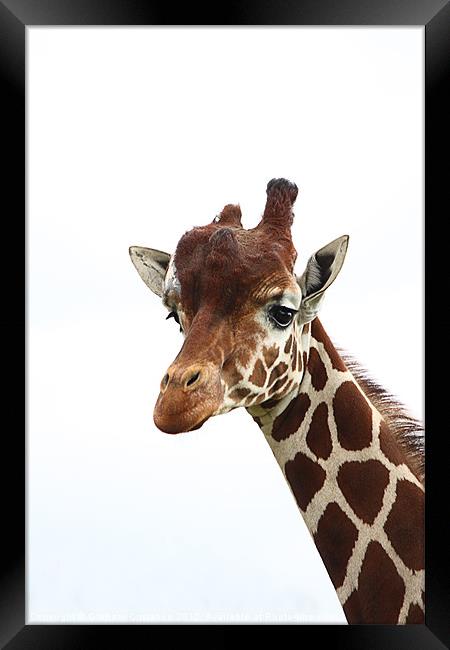Giraffe Framed Print by Graham Custance