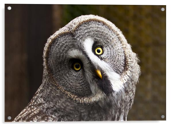 Owl Acrylic by Catherine Joll