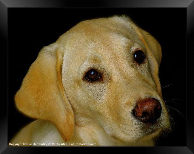 Labrador Puppy Framed Print by Sue Bottomley