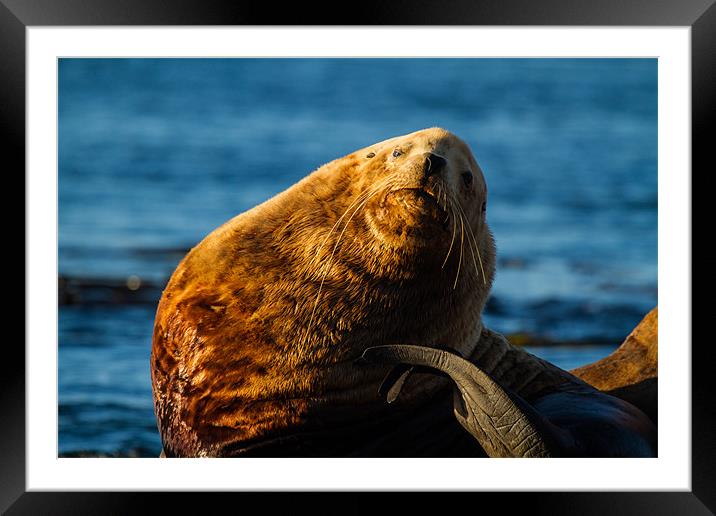 Sea Lion Framed Mounted Print by Thomas Schaeffer