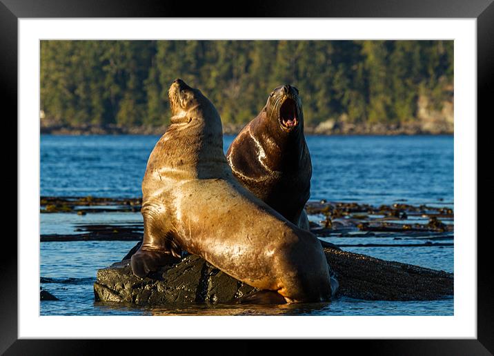 Sea lions Framed Mounted Print by Thomas Schaeffer