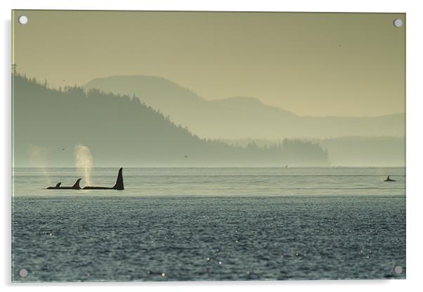 Orcas in Johnstone Strait at sunset Acrylic by Thomas Schaeffer