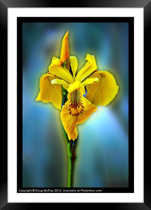 Yellow iris Framed Mounted Print by Doug McRae