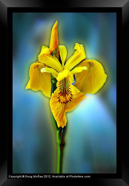 Yellow iris Framed Print by Doug McRae