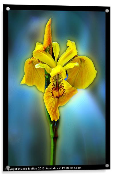 Yellow iris Acrylic by Doug McRae
