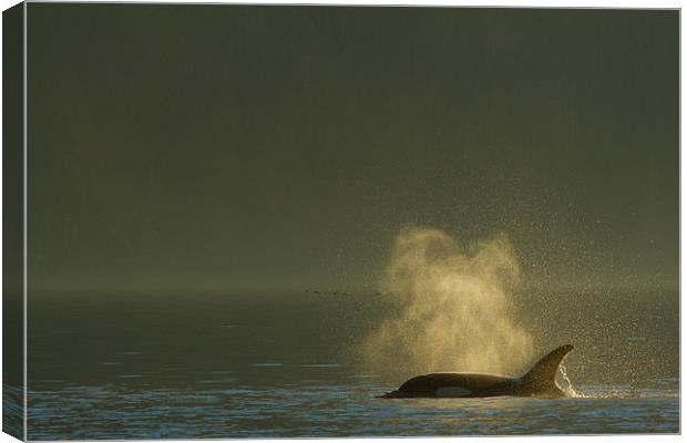 Orcas in Johnstone Strait at sunset Canvas Print by Thomas Schaeffer