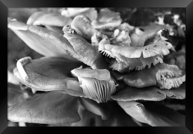 A mushroom mess Framed Print by Beth Hartley