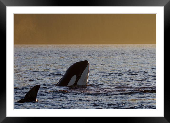 Orca Spyhop Framed Mounted Print by Thomas Schaeffer